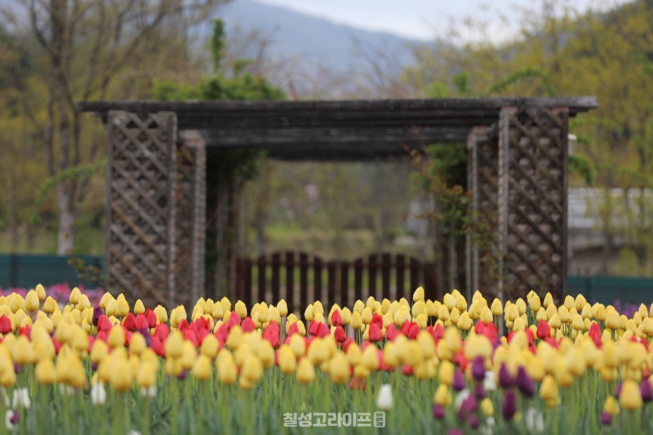 경상북도, 봄꽃 식재 및 가꾸기 등으로 방문객 및 주민들에게 봄 향기 선물