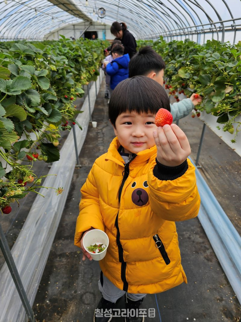 동명초등학교병설유치원, 딸기 따기 체험 놀이