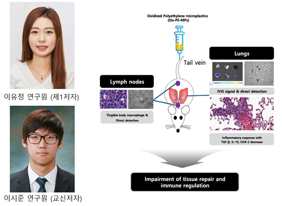 논문의 저자와 도식화한 연구과정 및 결과